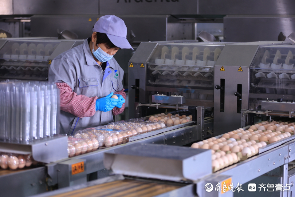 母鸡住八层“楼房”还吃中草药！日照龙门崮富硒蛋藏着这么多秘密
