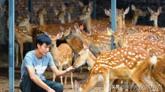 农村养殖业致富项目优惠政策_农民致富养殖业_农民养殖致富风险