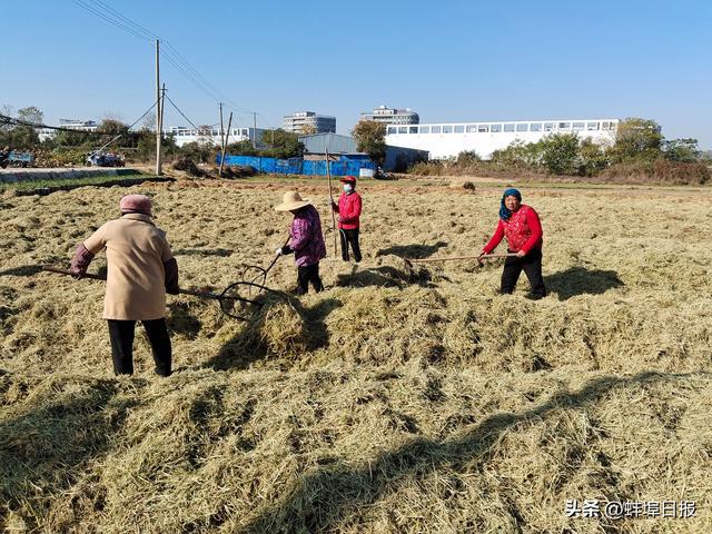 农村种植致富能手发言稿_种植致富带头人发言稿_种植致富发言
