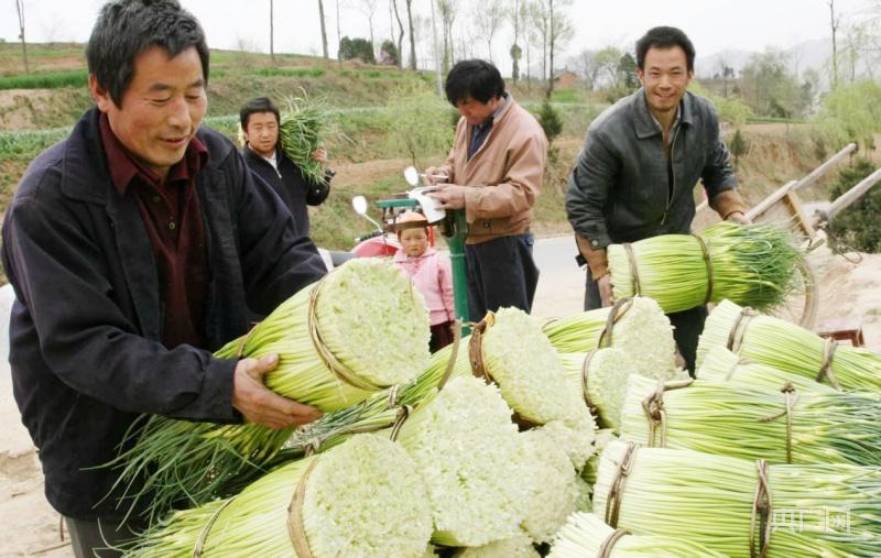甘肃成县：蒜薹抢“鲜”上市 农民提“钱”致富