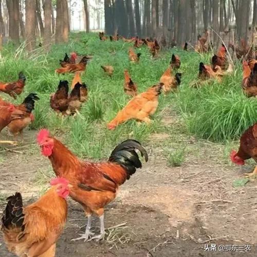 养鸡喂黄粉虫_黄粉虫养鸡有什么好处_致富经用黄粉虫养鸡