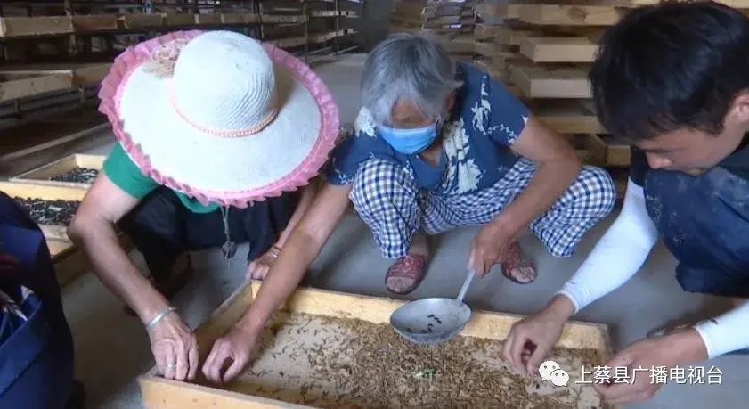 养黄粉虫养土鸡划算吗_鸡喂黄粉虫_致富经用黄粉虫养鸡