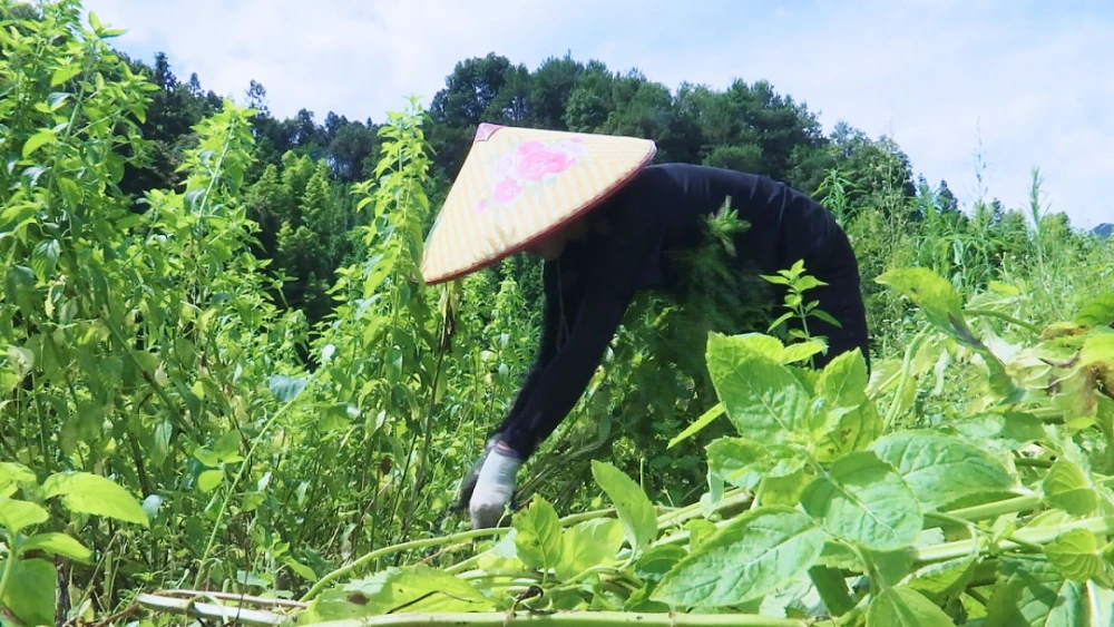 草菇种植视频_山东草菇种植致富_致富种植山东草菇怎么样