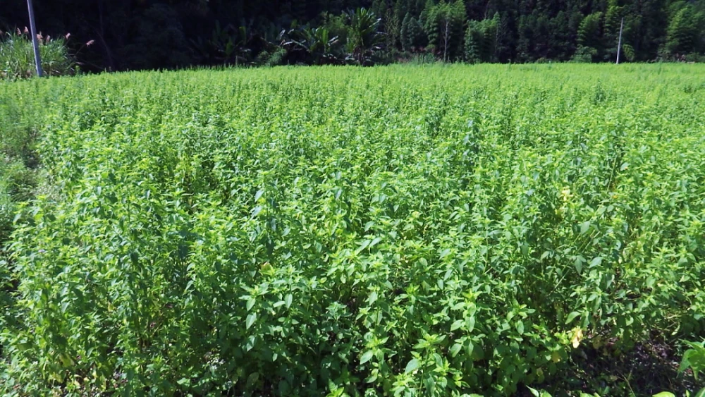 草菇种植视频_山东草菇种植致富_致富种植山东草菇怎么样