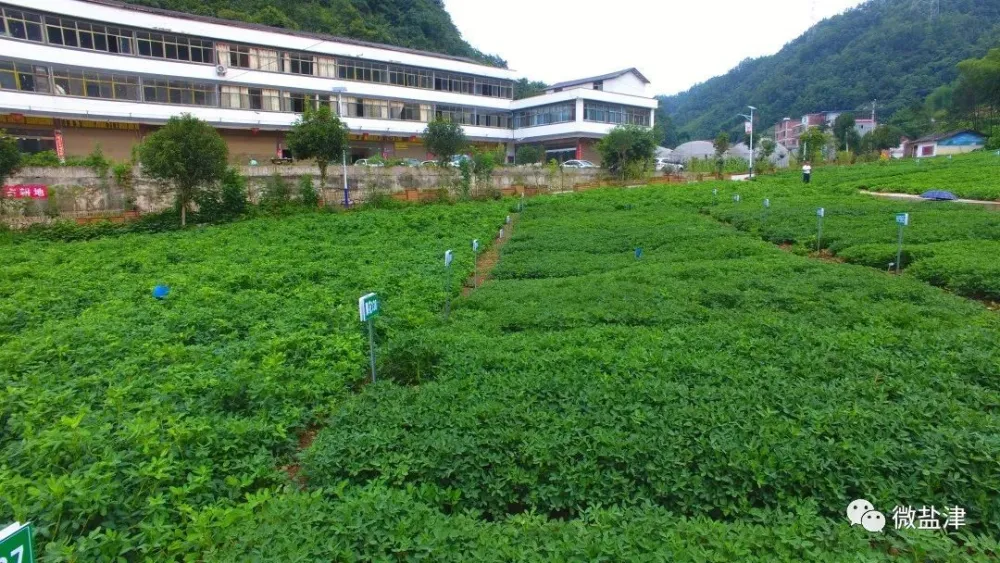 致富经花生种植视频_花生种植赚钱吗_致富经 花生