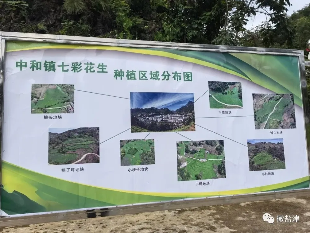 致富经 花生_致富经花生种植视频_花生种植赚钱吗