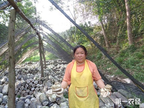 丰都李益娟的“大棚蔬菜”致富经