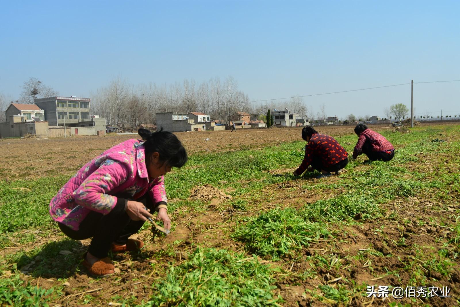 民间草药种植致富_种植致富药材_致富种植民间草药有哪些