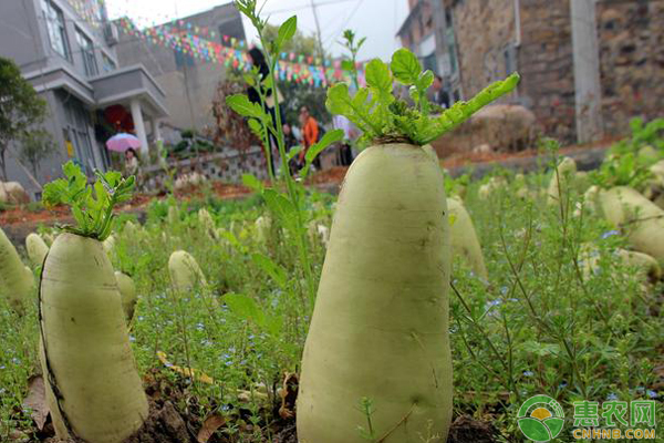 秋白萝卜种植时间和方法-图片版权归惠农网所有