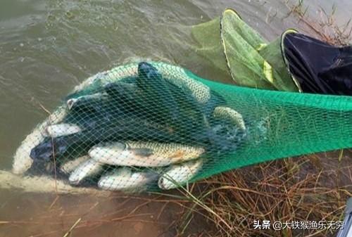 养殖草鱼视频大全_视频养殖草鱼技术视频教程_养殖草鱼的技术视频