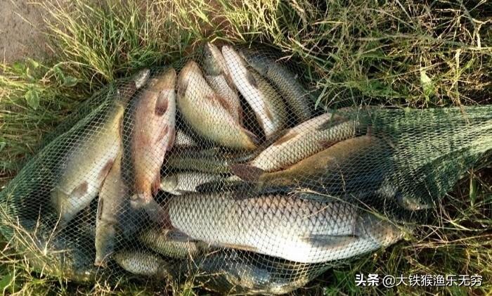 养殖草鱼的技术视频_视频养殖草鱼技术视频教程_养殖草鱼视频大全