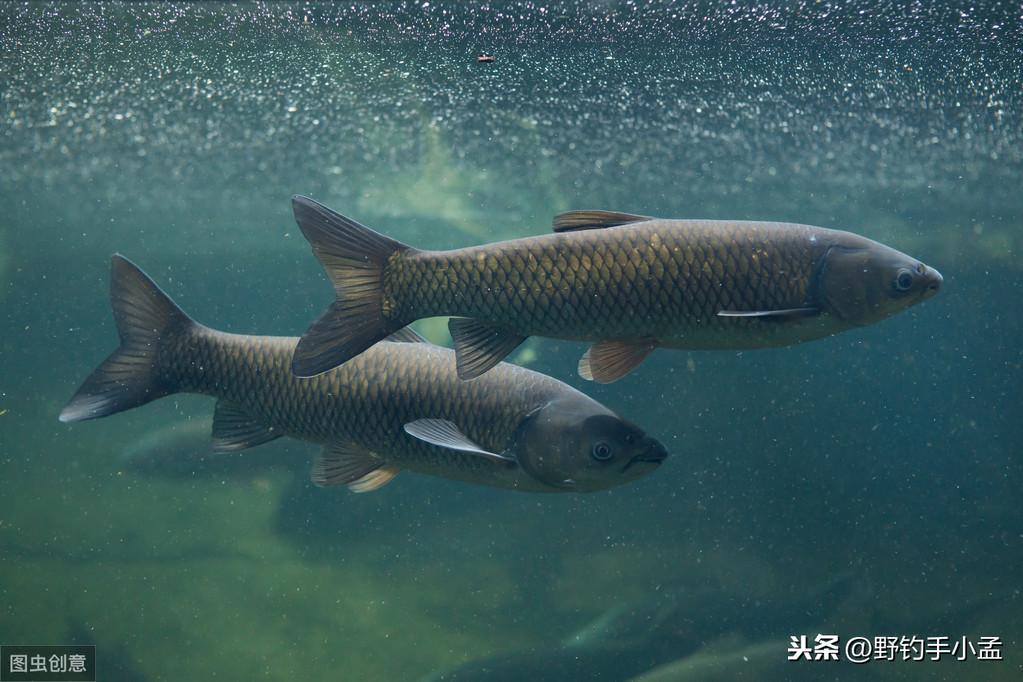 养殖草鱼视频大全_养殖草鱼的技术视频_视频养殖草鱼技术大全