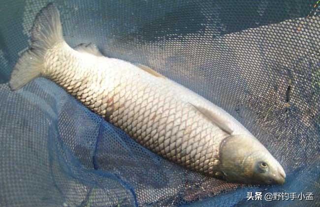 养殖草鱼视频大全_养殖草鱼的技术视频_视频养殖草鱼技术大全