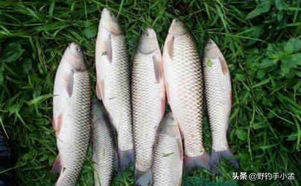 养殖草鱼视频大全_养殖草鱼的技术视频_视频养殖草鱼技术大全