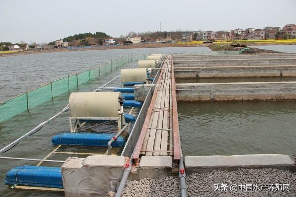 荷花养殖_池塘荷花养殖技术_荷花养殖池塘技术与管理
