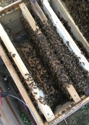 意蜂育中蜂王技术