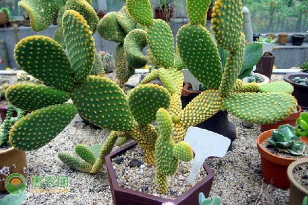 食用仙人掌怎么种植技术_仙人掌的种植技术_食用仙人掌的种植