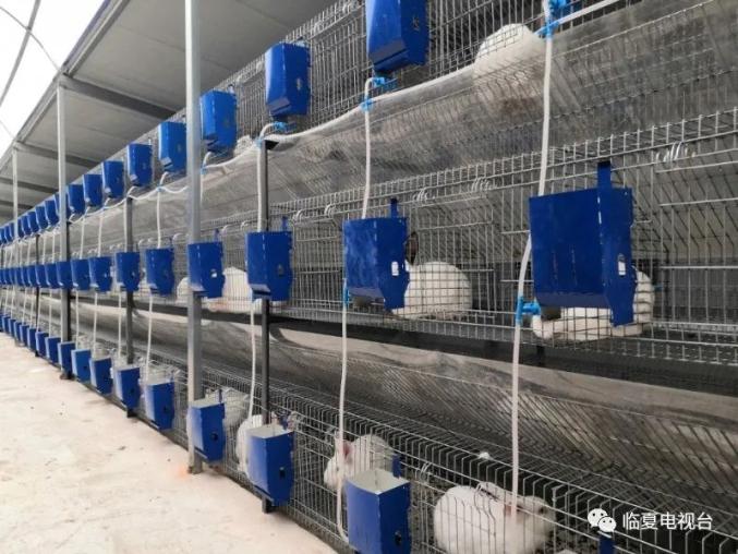 视频致富养殖斑鸠全集_斑鸠养殖致富视频_视频致富养殖斑鸠在线观看