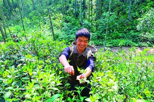民间草药种植致富_致富种植民间草药有哪些_种植致富药材