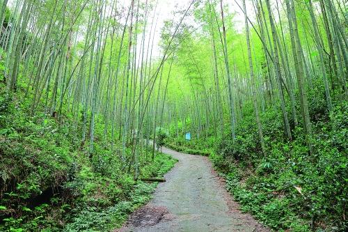 种植致富药材_民间草药种植致富_致富种植民间草药有哪些