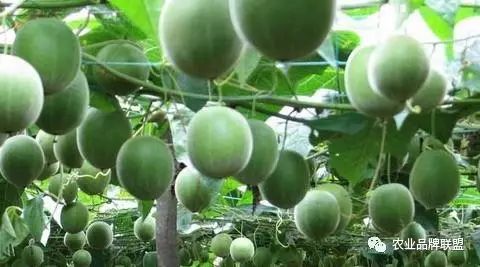 农村5个药材种植致富项目 你来不来？