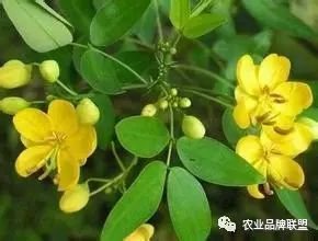 致富种植视频全集_最新种植致富项目_致富种植最新项目招聘