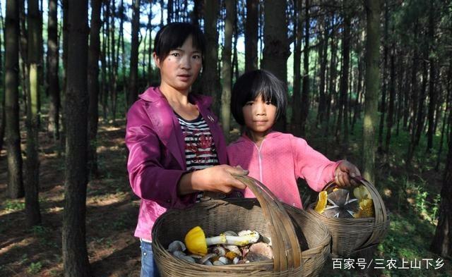 牛粪养磨菇_牛粪蘑菇种植致富_用牛粪种菇技术