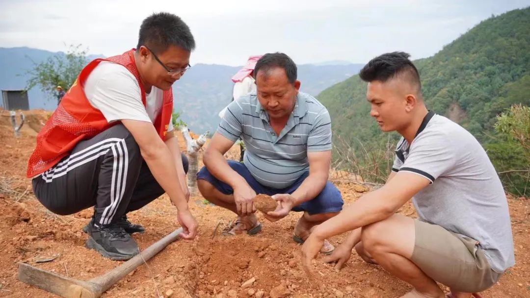 魔芋种植致富新闻_致富经魔芋种植视频_新闻致富种植魔芋视频