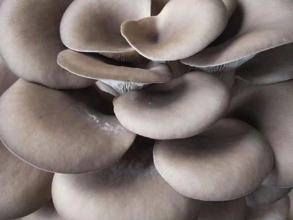 种植食用菌的技术_食用菌种植技术视频_食用菌栽培视频教程