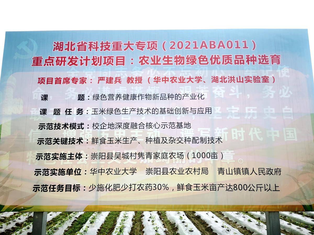 致富种植青玉米_种玉米青储赚钱么_种玉米青贮每亩能挣多少钱