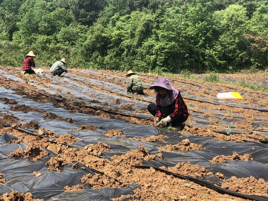 图为农民在基地移栽菊花苗（邵唯一 摄）