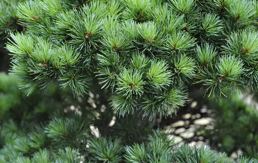 黑山金边龟饲养_金边黑山龟苗_金边黑山龟的养殖技术