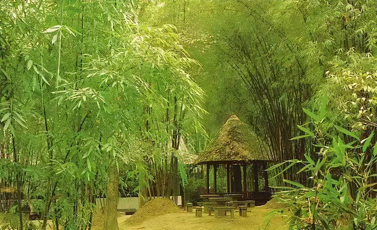 金边黑山龟的养殖技术_黑山金边龟饲养_金边黑山龟苗