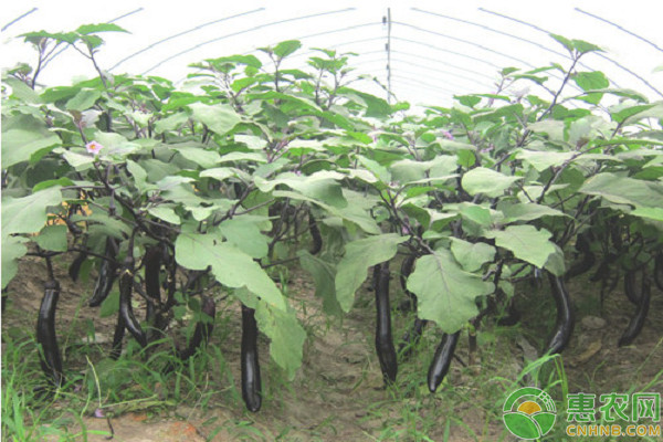 茄子种植时间是几月份？种植方法有哪些？-图片版权归惠农网所有