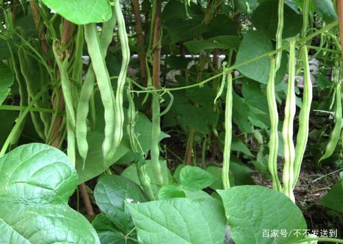 种植豆角如何获得了高产_长豆角种植技术视频_最先进种植长豆角技术