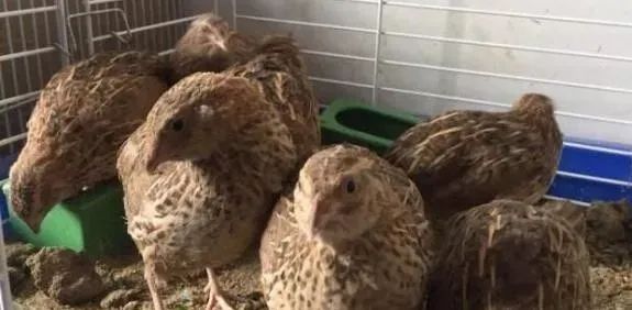 肉食鹌鹑养殖技术_养殖肉食鹌鹑技术视频_养殖肉食鹌鹑技术与管理