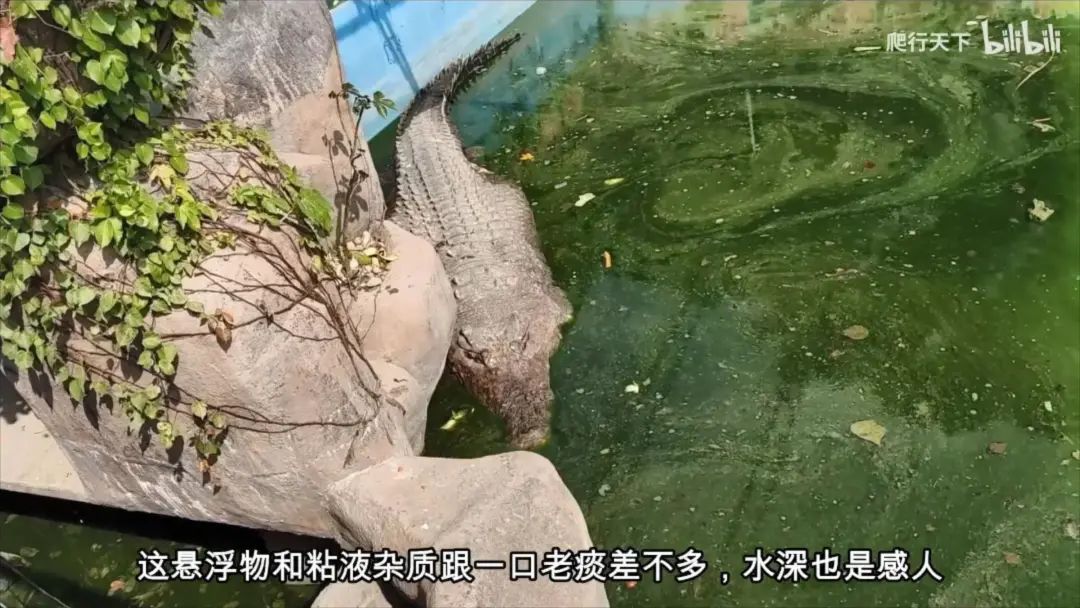 致富养殖犀牛视频_犀牛养殖致富_致富养殖犀牛赚钱吗