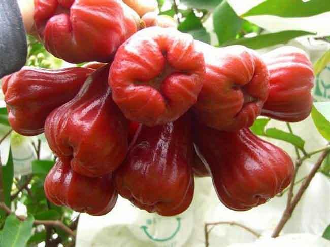 莲雾种子怎么种植视频_莲雾怎样种植技术_莲雾种植过程