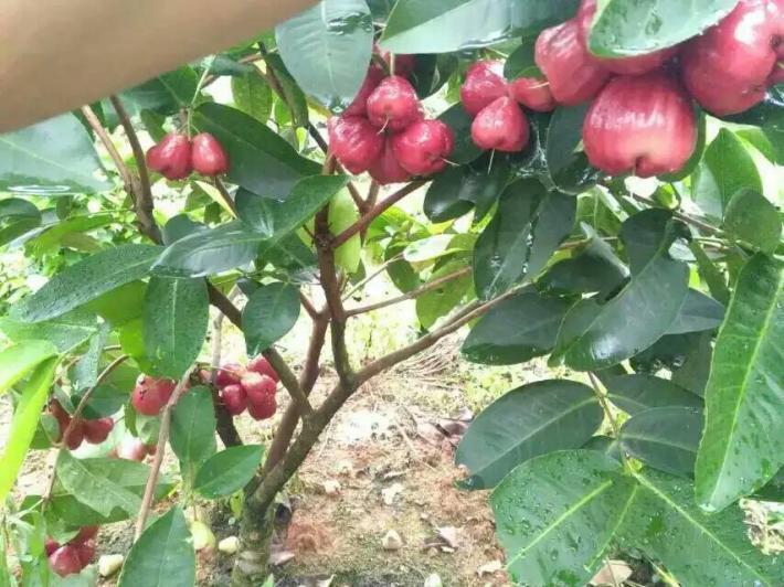 莲雾怎样种植技术_莲雾种子怎么种植视频_莲雾种植过程