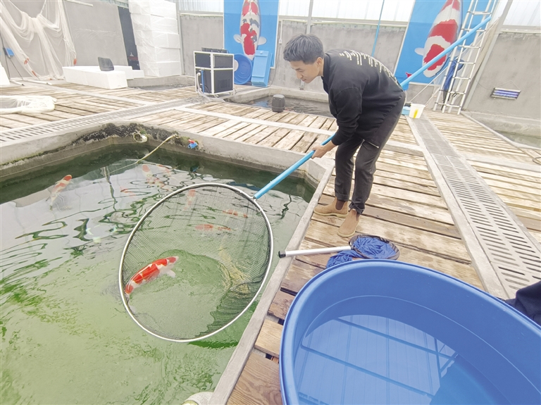 《致富经》锦鲤养殖_养殖锦鲤挣钱吗_致富养殖锦鲤怎么样