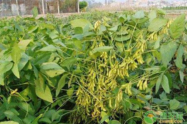 大豆种植时间及方法技术-图片版权归惠农网所有