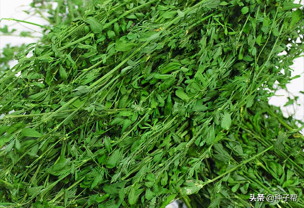 苜蓿种植技术_苜蓿种植技术视频_种植苜蓿的过程