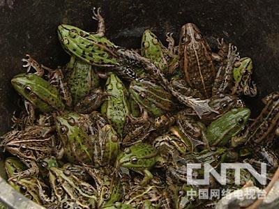 牛蛙养殖致富经_致富经之牛蛙养殖_致富养殖牛蛙图片
