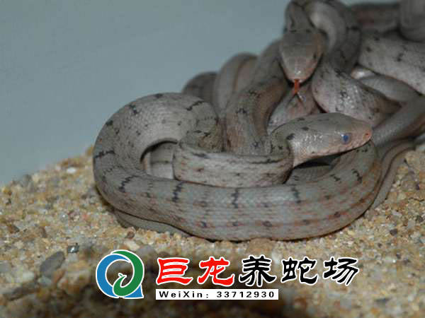 致富经大王蛇养殖技术