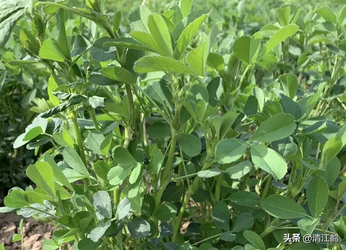 种植苜蓿技术与管理_苜蓿种植技术_种植苜蓿技术要点