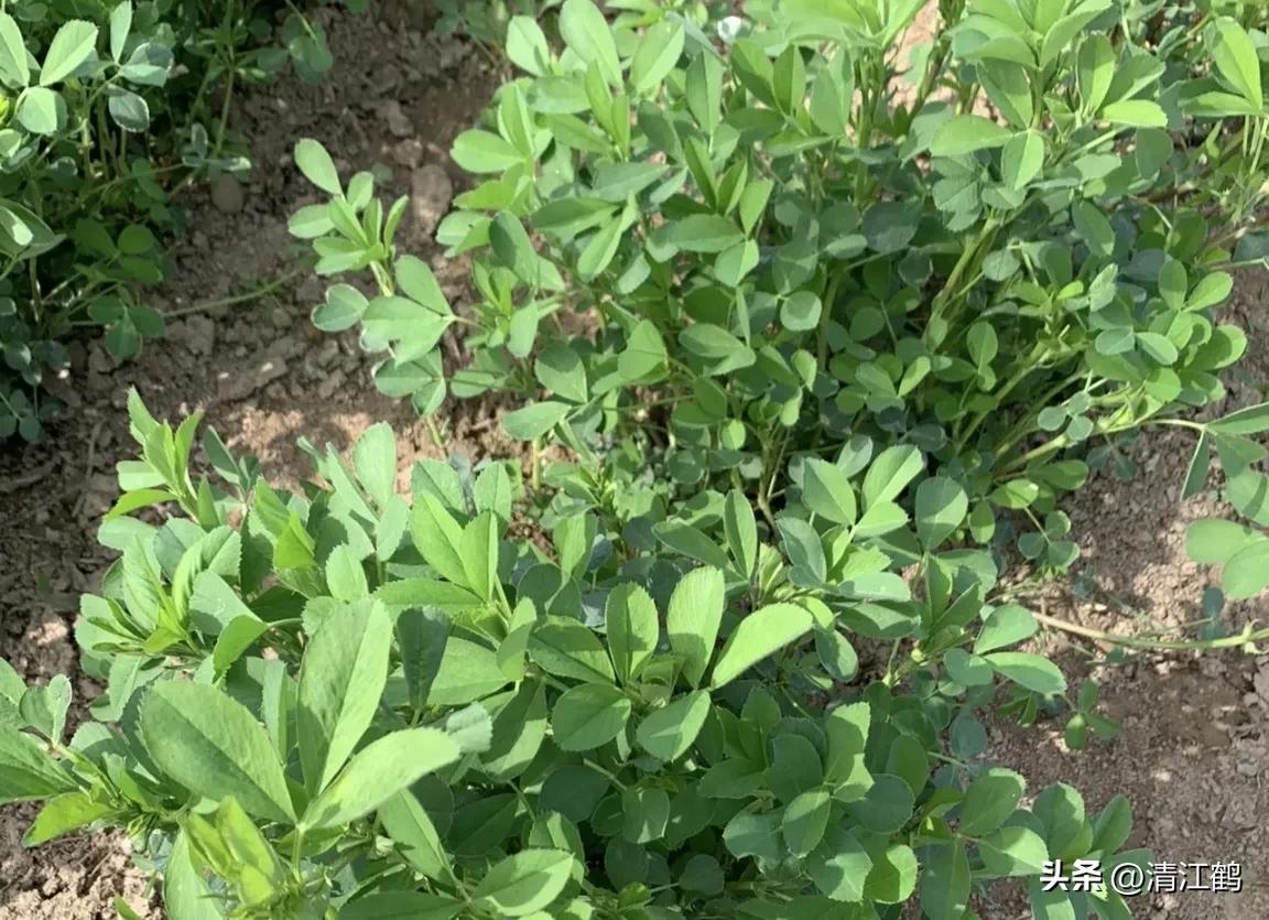 种植苜蓿技术要点_种植苜蓿技术与管理_苜蓿种植技术