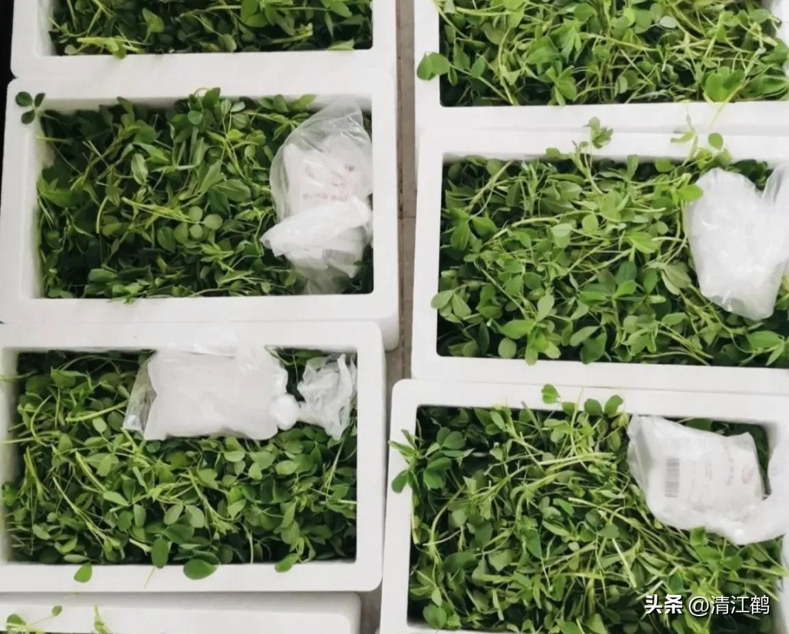 种植苜蓿技术要点_种植苜蓿技术与管理_苜蓿种植技术