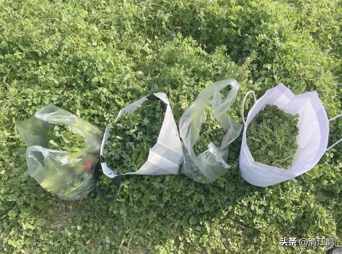 苜蓿种植技术_种植苜蓿技术与管理_种植苜蓿技术要点