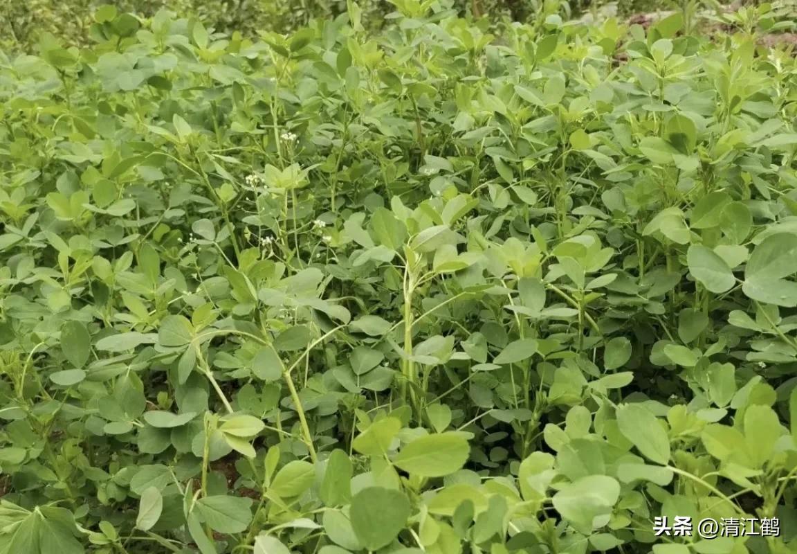种植苜蓿技术与管理_苜蓿种植技术_种植苜蓿技术要点
