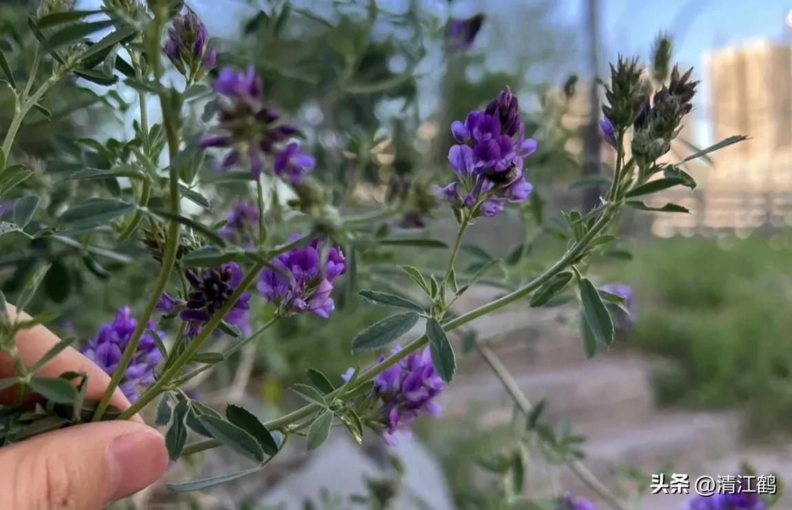 种植苜蓿技术与管理_种植苜蓿技术要点_苜蓿种植技术